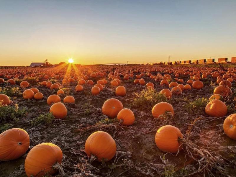 🎃 8 Pumpkin Farms to Visit in Middle Georgia This&nbsp;Fall